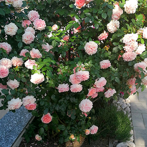 Foto: KFB Riedberg