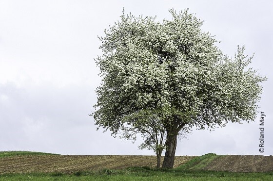 Blühender Baum