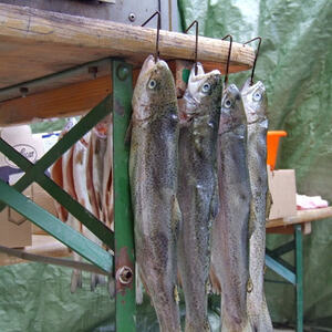 Wein und Fisch